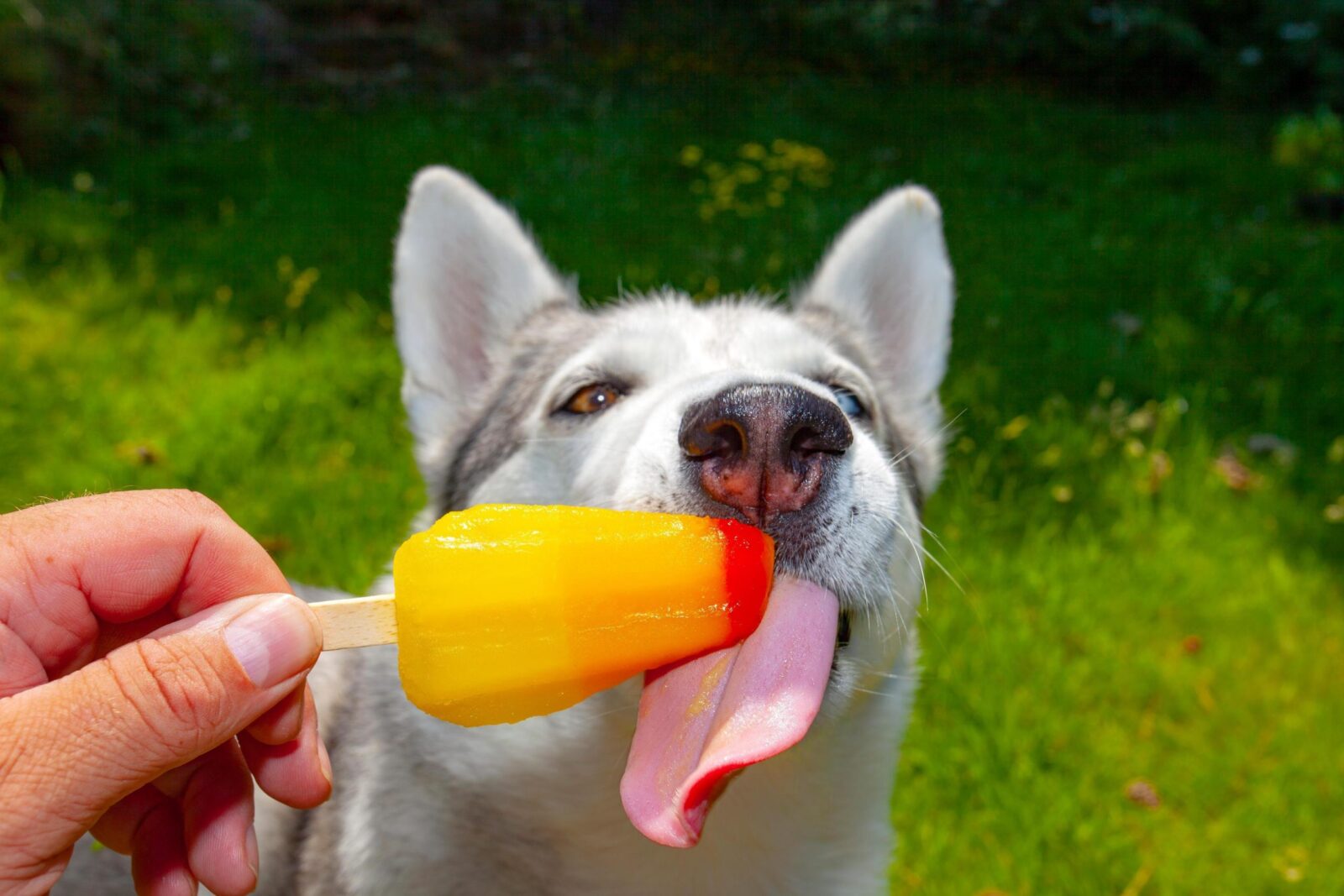 10 Ways to Protect Your Dog from Heat Stroke 1