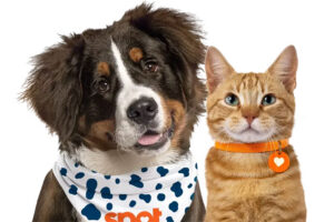 best pet insurance - pet insurance reviews