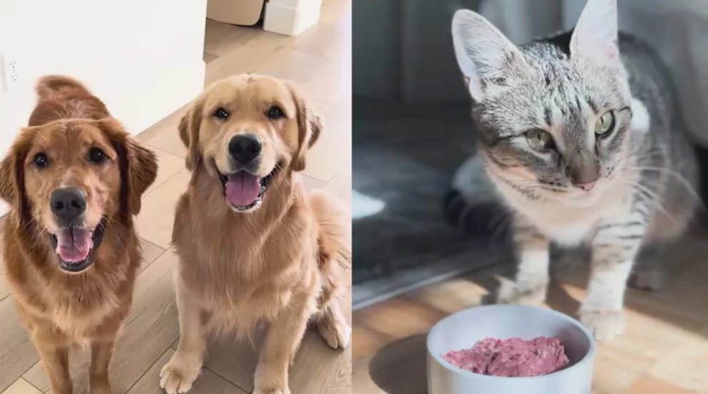 Raw pet food - Viva raw