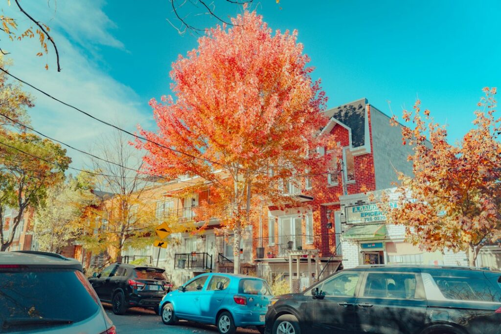Bright Montreal autumn tree during fall virus season
